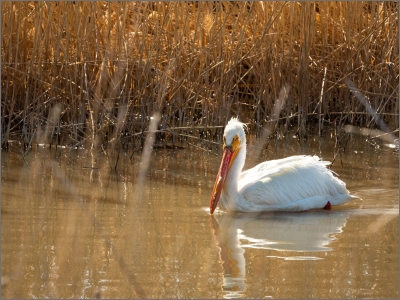 Go With the Flow: USU Researcher Examining Water Flow to Support Ecosystems in Great Salt Lake Basin