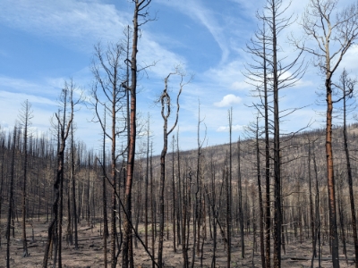 USU researchers study wildfire burn scars and lingering dangers