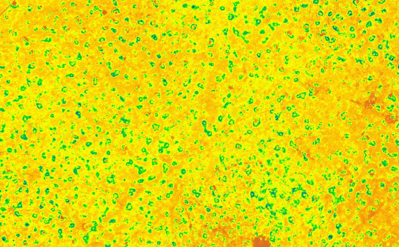 Scientific imagery (NDVI) from the UAV flights, which shows a circle of vegetation around each prairie dog burrow.
